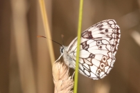 Le Demi-deuil (Lpidoptre - Nymphalidae - Melanargia galathea)